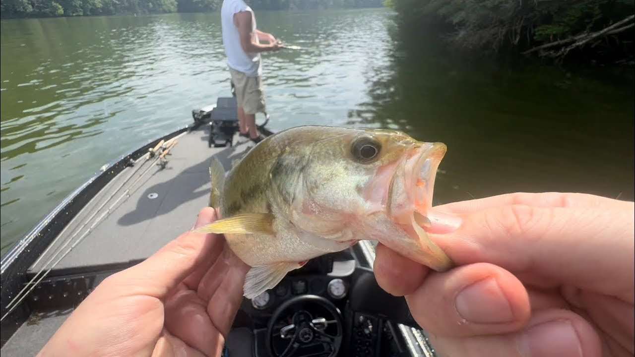 🎣8 Bass in One Trip!