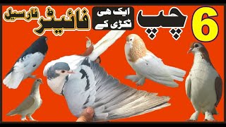 Sabaz Chap For Sale | Zard Chap For Sale | Kala Chap For Sale | Laal Chap For Sale | Pigeon Shokeen