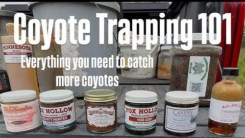 Coyote Trapping 101   What To Use To Catch More Coyotes 