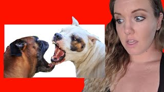 Aggressive Dog Behavior Explained (trainer reviews dog attack videos)