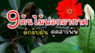 9 ต้นไม้ฟอกอากาศ ดักจับฝุ่น ดูดสารพิษ @AranyaChannel