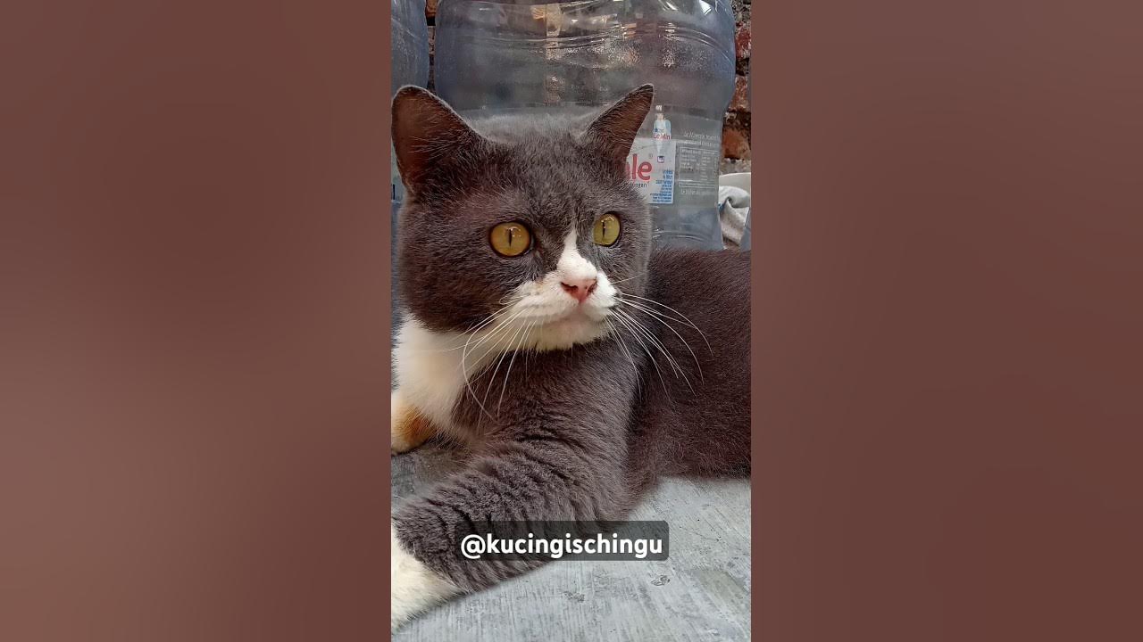 Cute Cat #shorts #short #shortvideo #song #shortsfeed #cute #cat #cats #pets #pet #kucing #imut #fyp Cute Cat #shorts #short #shortvideo #song #shortsfeed #cute #cat #cats #pets #pet #kucing #imut #fyp