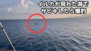 新品 正規品!! I when fish of lot a caught I used where sea the in Sabiki その他