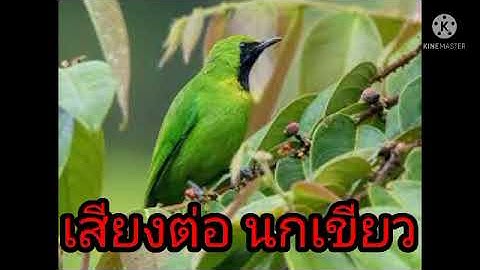 เสียงต่อ นกเขียวเล็ก หรือเปิดเป็นเพลงครูก็ได้ เสียงชัด 100% ได้ตัวเร็วฝากกด ติดตาม ด้วยน่ะค่ะ