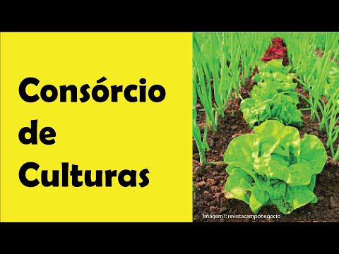 Vídeo: O que é consórcio na agricultura?