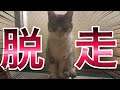 あの保護子猫が脱走してしまいました。Protected kitten escaped