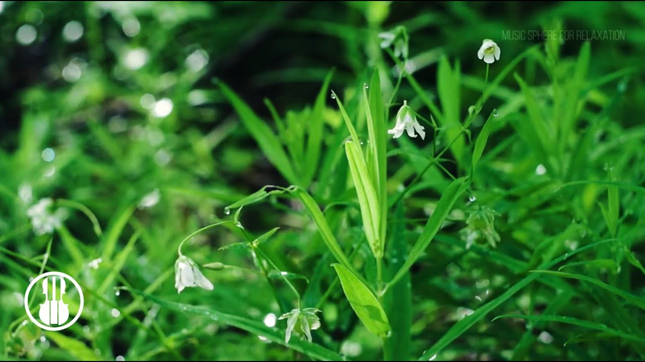 Утро в лесу после дождя. Звуки природы и пение птиц для сна, медитации и релаксации