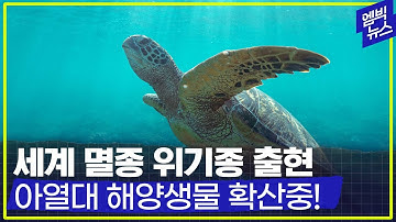 [엠빅네이처] 세계적 멸종위기종인 바다거북이 남해안까지! 공식 수중촬영 영상 공개.