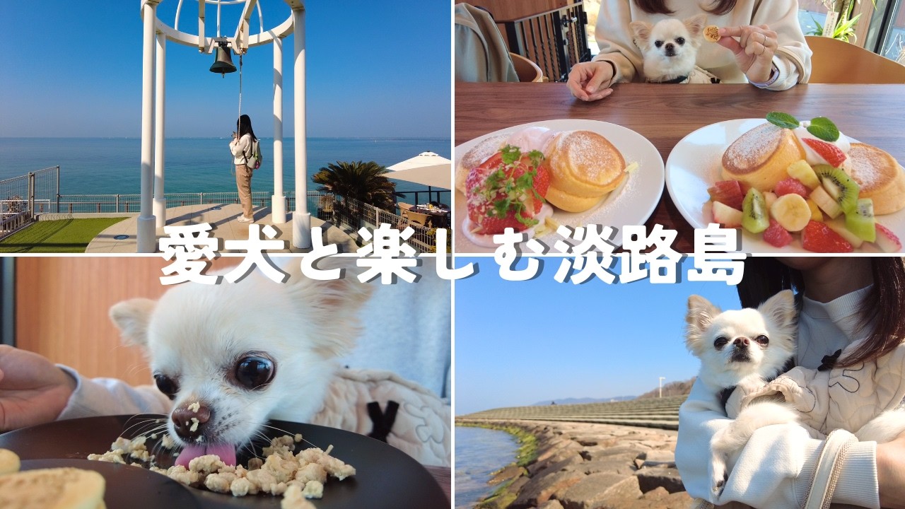 愛犬チワワと淡路島へ！個別ドッグラン付カフェ・静かな海辺散歩が最高すぎた