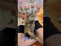 こうやって保たれているらしいです #猫　#すずつむふう　#キジトラ