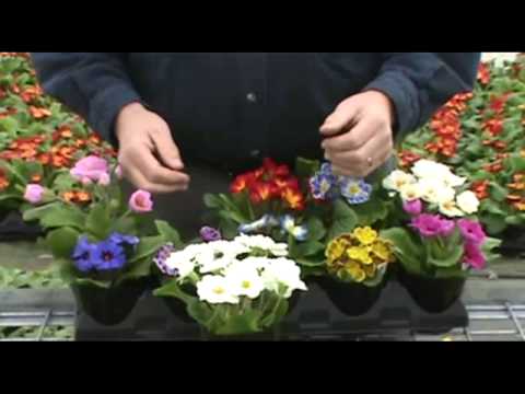 Video: Suksesvolle Verbouing Van Polyanthus Primrose. Reproduksie