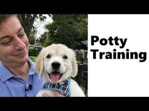 Golden Retriever Potty Training from world-famous dog trainer Zak George – Golden Retriever Puppies
