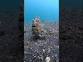 Giant frog fish #zoology #foryou #awesome #beautiful #viralvideo #beauty #wildlife #amazinganimals