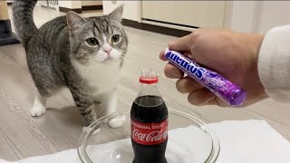 This is what happens when a cat sees Mentos Cola for the first time.