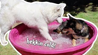 DOGS REACT TO ICE BATH!!