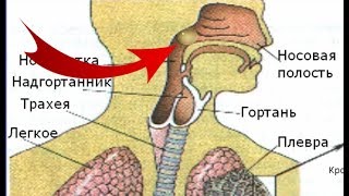 Почему человек храпит? Влияние храпа на организм!