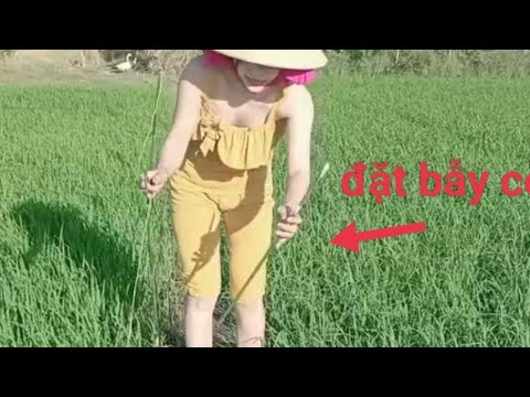 Video Cách Làm Bẫy Cò Ke Đơn Giản Mà Hiệu Quả Cao Ở Miền Tây - youtube