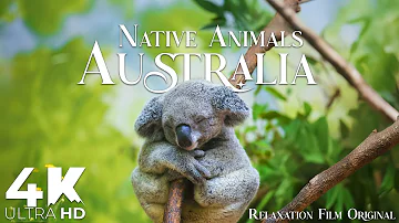 Australia’s Unbelievable Native Animals 4K • Relaxation Film with Peaceful Music | 4K Ultra HD