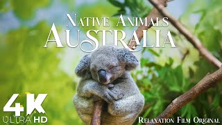 Australia Animals 4K • Native Wildlife with Peaceful Music | Relaxation Film