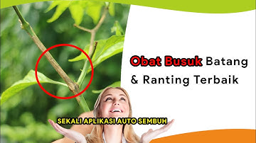 8 Obat Busuk Ranting Tanaman Cabe, Harga 20 - 100 Ribuan