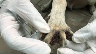 Million Tlcks Removal on Poor Dog's Paw