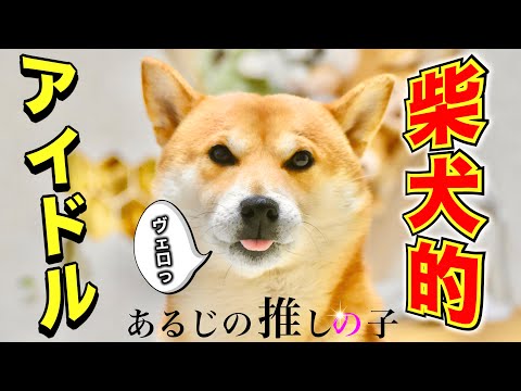 「アイドル」を替え歌で唄った柴犬はYOASOBIではなく朝散歩に出かけた【あるじのステップ】