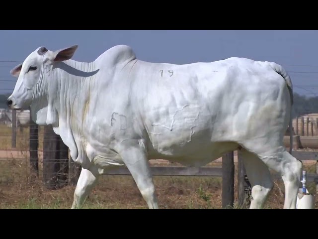 45º Mega Leilão Anual Carpa | FÊMEAS LOTE 19 - 6386
