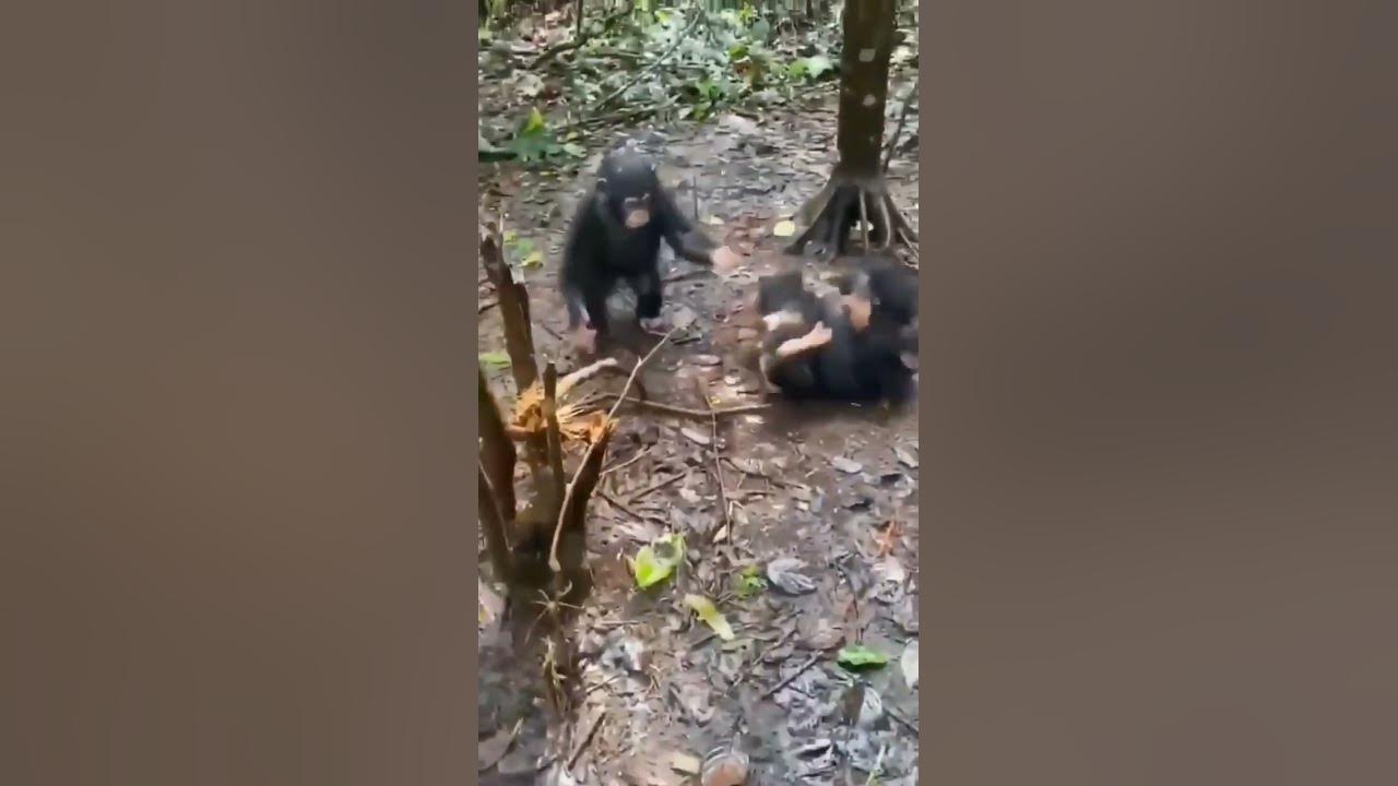 Chimpanzees hugging each other after reuniting - YouTube