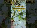 Acanthus molli #acanthus #plantas #plants #nature #viral #shorts #outdoors #home #homedecor #short