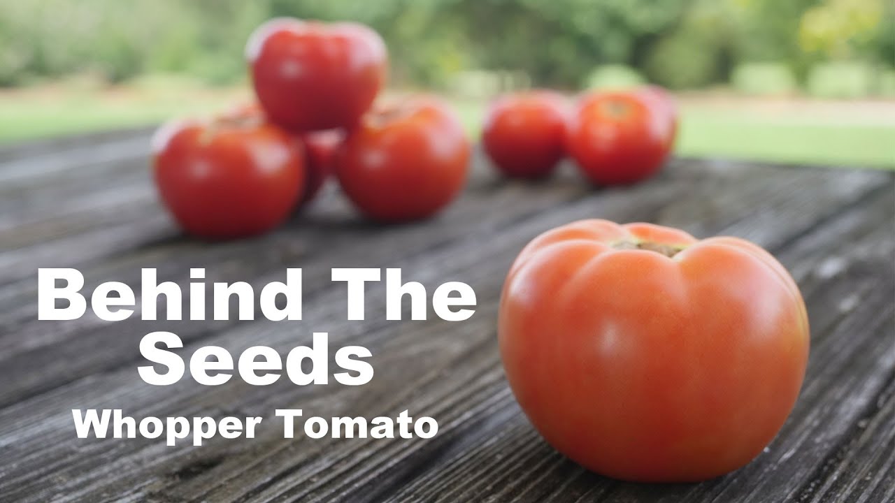 Behind The Seeds: Park's Whopper Tomato 