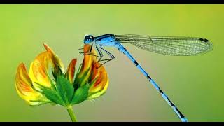 Download Lagu Capung Gantung - Nono CS MP3