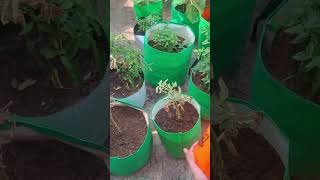 Neem Oil Spray 🌿| For Insects 🐛| Plants Growing Tips |