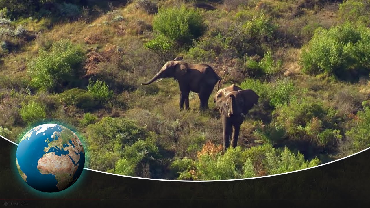 Wild Animals in South Africa: Rescue Centres along the Garden Route -  YouTube