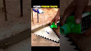 Other Pigeon Traps Vs Last One