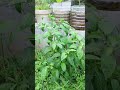মরিচ গাছ #tanvirhobbies #gardening #ছাদবাগান