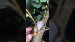 Funny Jumping Frogs and a Fascinating Lizard 🐸🦎