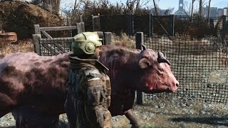 One day in fallout 4, a brahmin appeared at the red rocket and was
just wandering around everywhere. i decided to build an enclosure but
stubborn thing r...