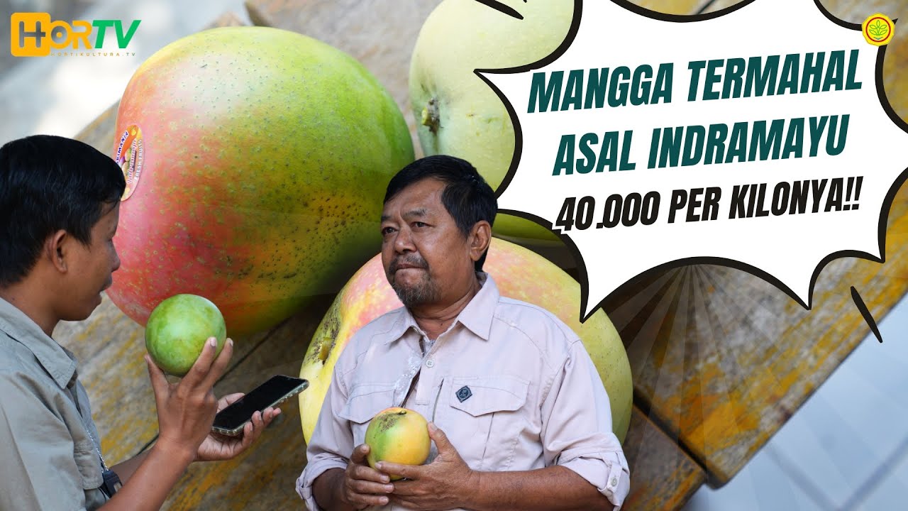 Indramayu Punya Mangga Paling Mahal di Indonesia