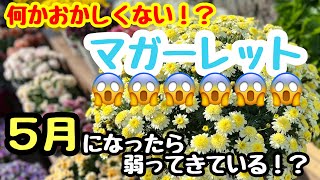 ◆タイトルがマガーレット…