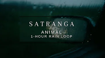 SATRANGA 1 hour loop with background rain | Animal | Ranbir Kapoor | Rashmika | Arijit | Shreya