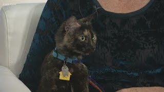 The benefits of adopting a senior pet