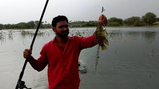 Golden Tilapia Fishing II Nalgonda Village Fishing II Incredible Earthworm Fishing