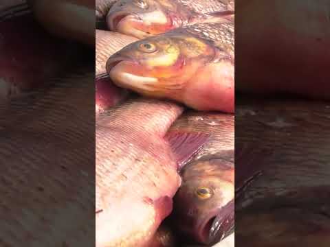 🤔 В водах реки Обь и в Обской губе водится около 50 видов рыб