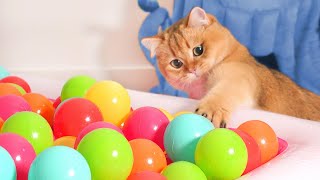 Do Kittens Like Ball Pits?