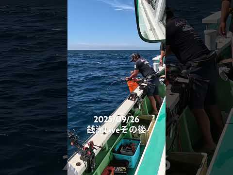銭洲【Live】その後　カンパチ #fishing #釣り
