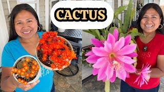 Cactus que mas florecer en el jardin 2026 #cactus 