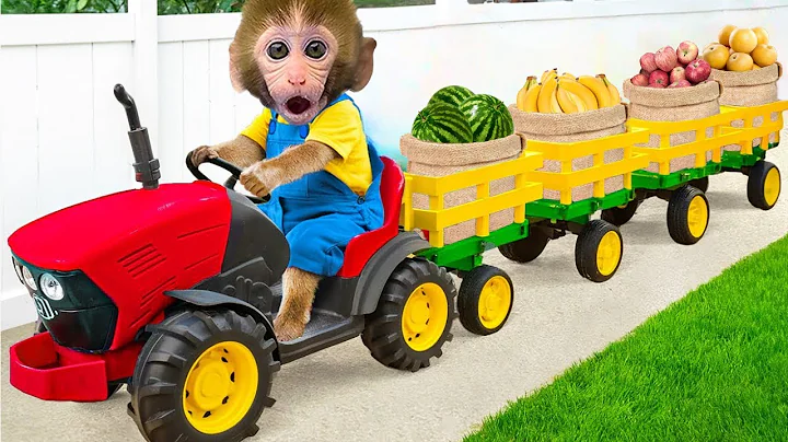 KiKi Monkey drive truck to harvest Fruit on the farm with Ducklings | Funny Animal