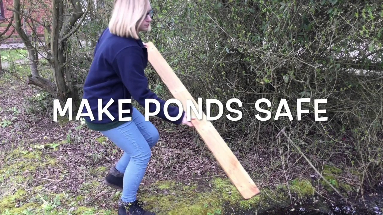 hedgehogs pics Help a hedgehog in your garden!