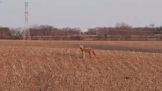 Tried to Pick up a Coyote by CheesyCheetah 144 views 3 weeks ago 38 seconds
