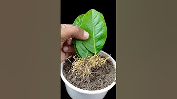 Growing lemon plant at home leaves || Tips & tricks in this video //#reels #shorts
